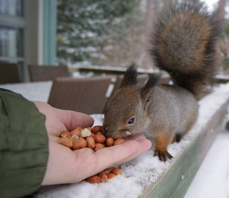 НГ праздники и Рождество в ФИНЛЯНДИИ. Отдых для всей семьи!