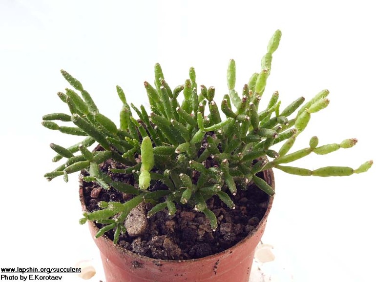 Знатоки суккулентов!Подскажите!!!!!