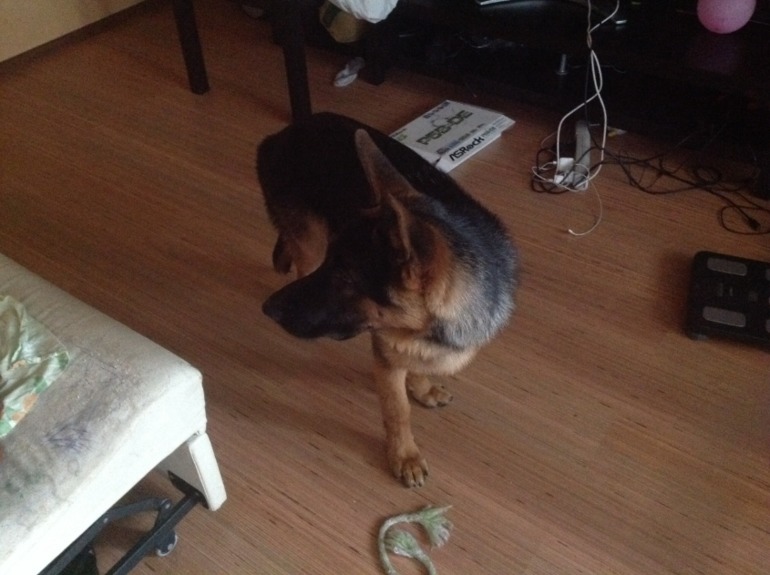 Стал/был.вымахал мальчишка))