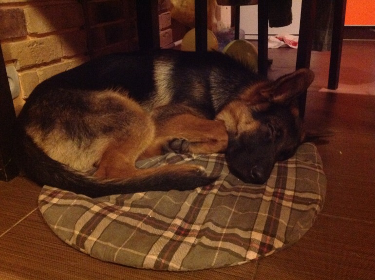 Собакину скоро 7 месяцев)))