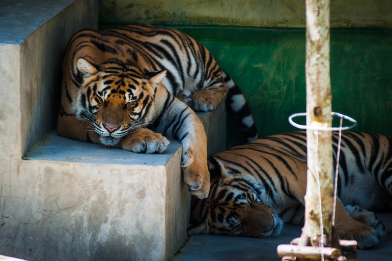 Парк Тигров на Пхукете «Tiger Kingdom»