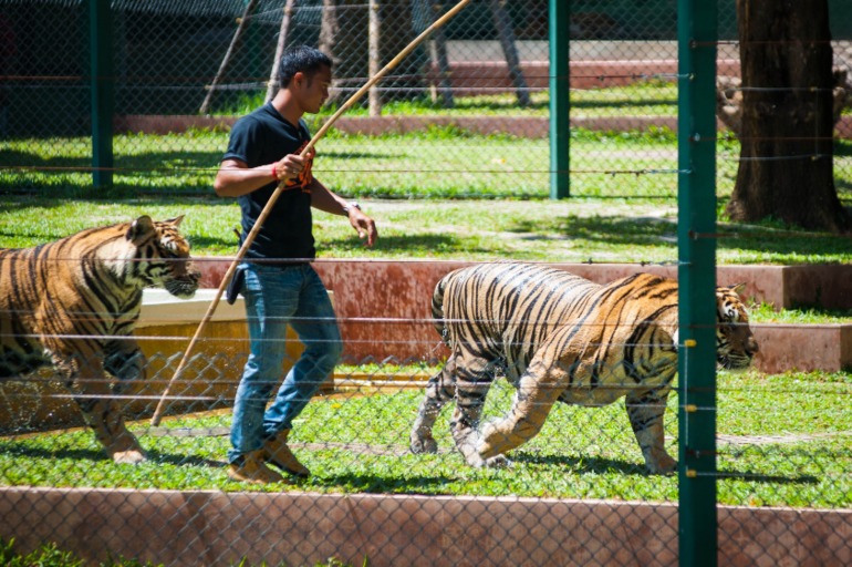 Парк Тигров на Пхукете «Tiger Kingdom»