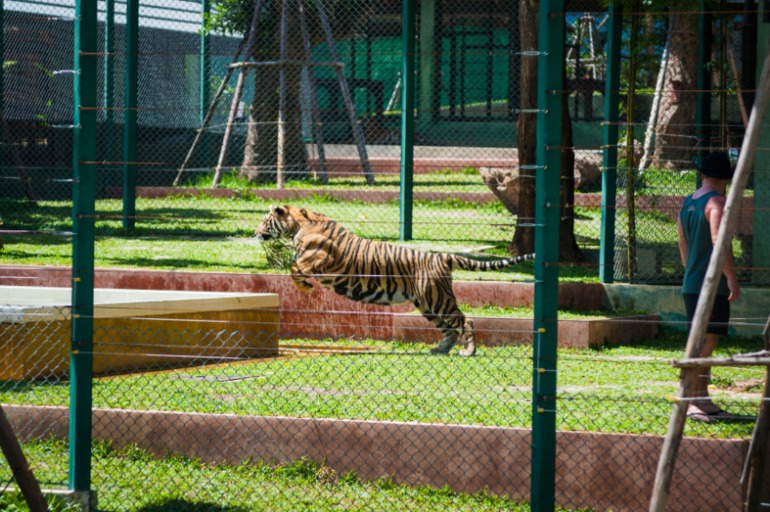 Парк Тигров на Пхукете «Tiger Kingdom»
