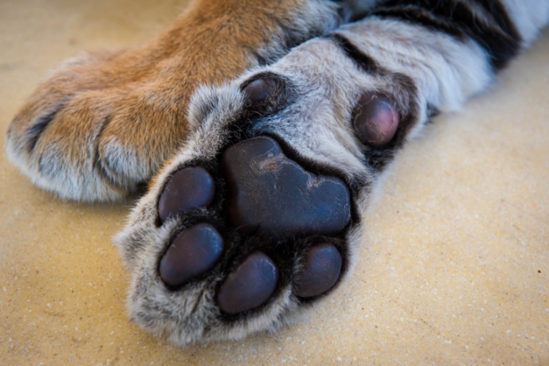 Парк Тигров на Пхукете «Tiger Kingdom»