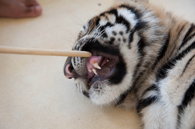 Парк Тигров на Пхукете «Tiger Kingdom»