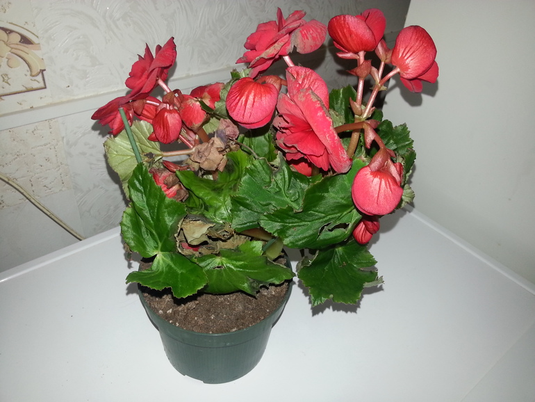 Что за зверь?