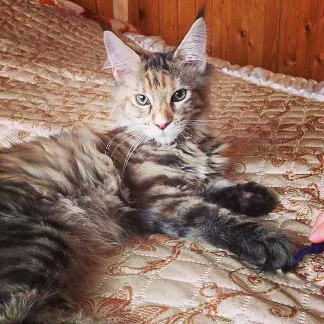 Наша МейнКуша :)