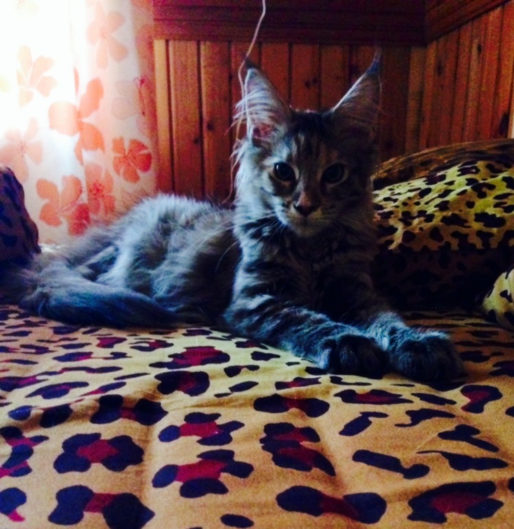 Наша МейнКуша :)