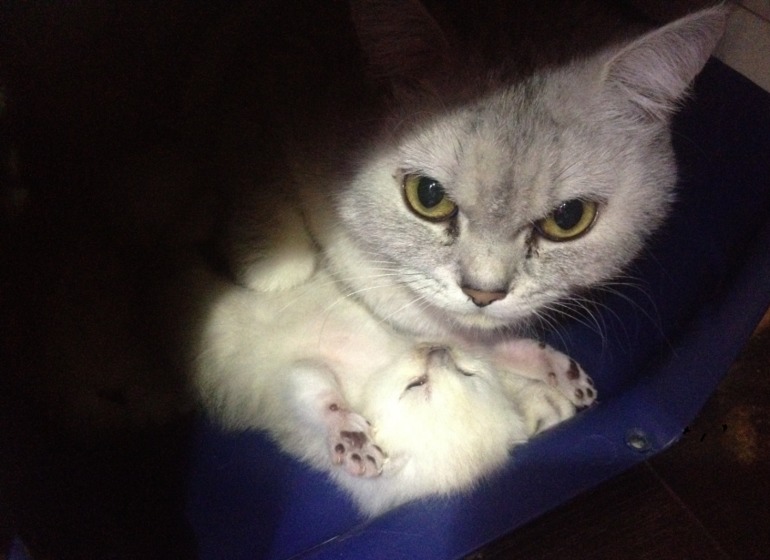 Наше потомство) 12 дней. Скоттиши.