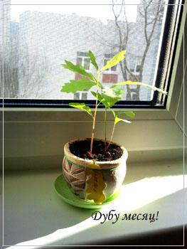 Месяц дубу!