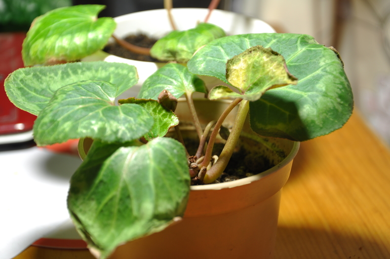 Цикламены - что с ними?