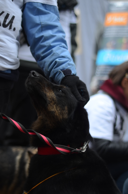 Выставка-ярмарка брошенных животных в парке им.Горького