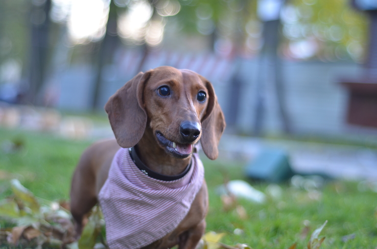 Осень. Прогулка. Сад им.Баумана