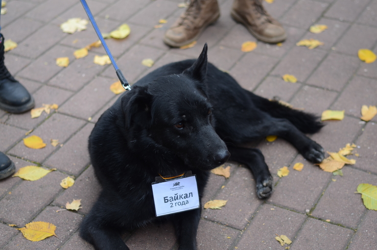Выставка-ярмарка брошенных животных в парке им.Горького