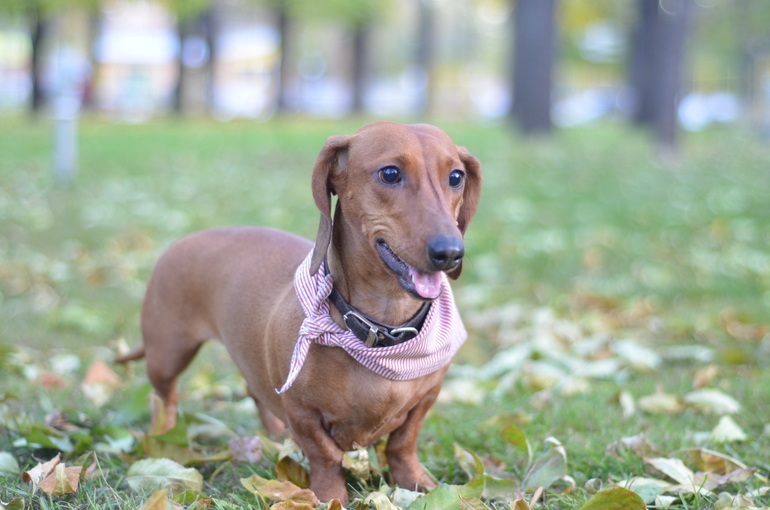 Осень. Прогулка. Сад им.Баумана