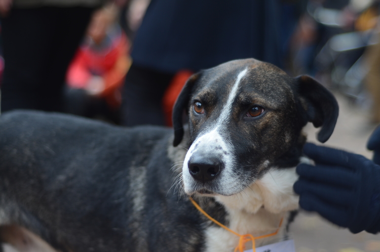 Выставка-ярмарка брошенных животных в парке им.Горького