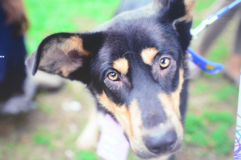 Выставка-ярмарка брошенных животных в парке им.Горького