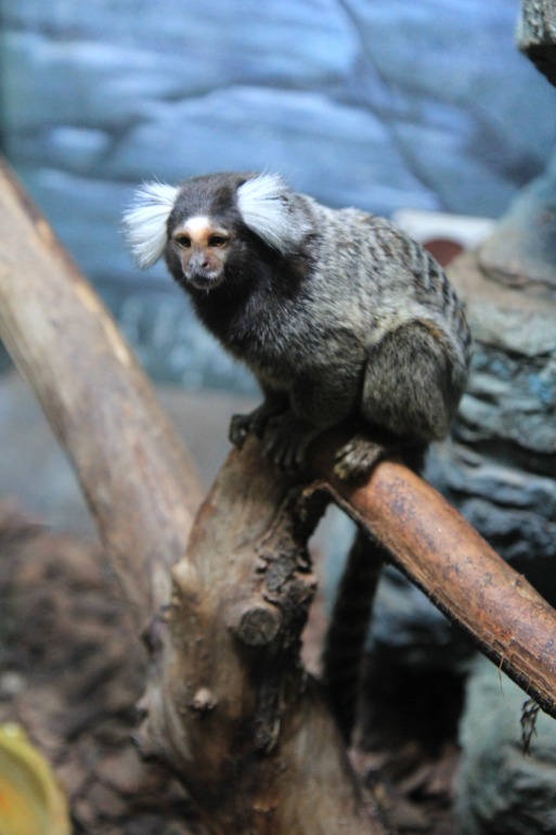 Океанариум в Москве