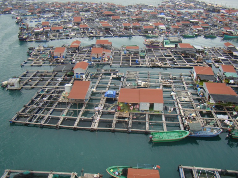 Дорогие мои! Я опять буду агитировать вас на Китай!