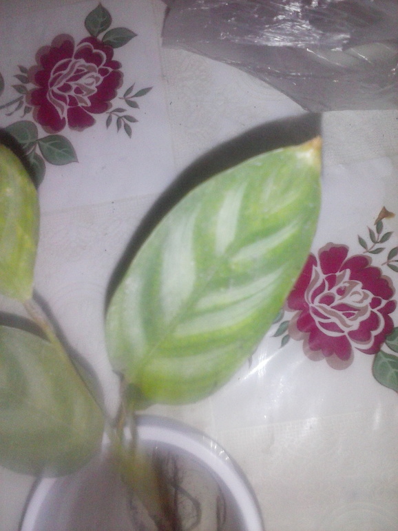 подскажите?