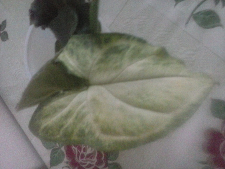 подскажите?