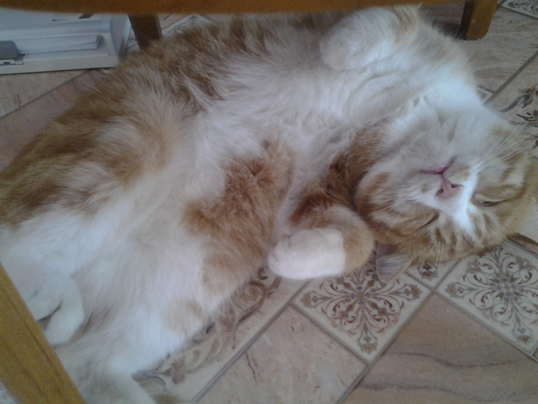 Мой любимец!Рыня!