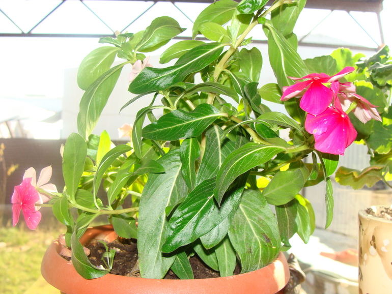 На улице осень, а у нас в квартире ВЕСНА!:)