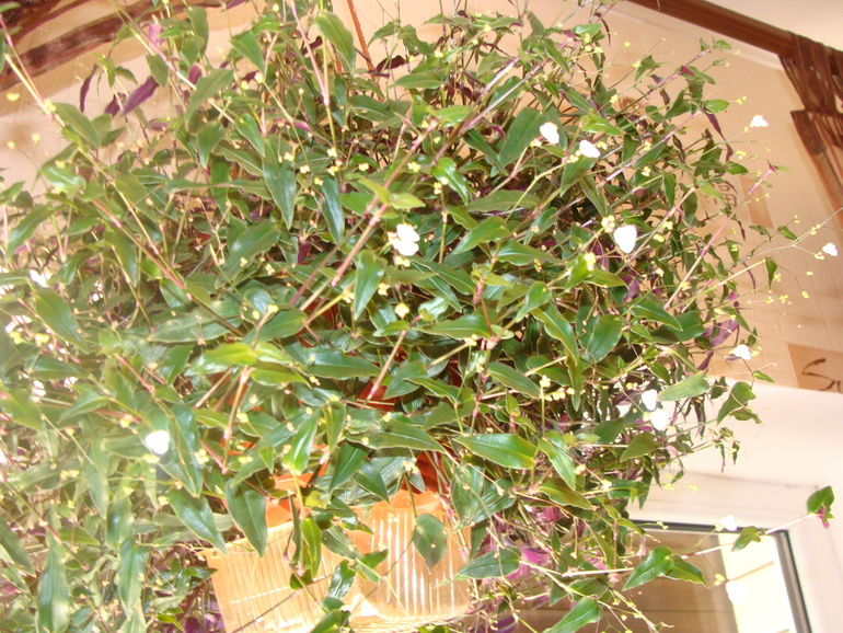 На улице осень, а у нас в квартире ВЕСНА!:)