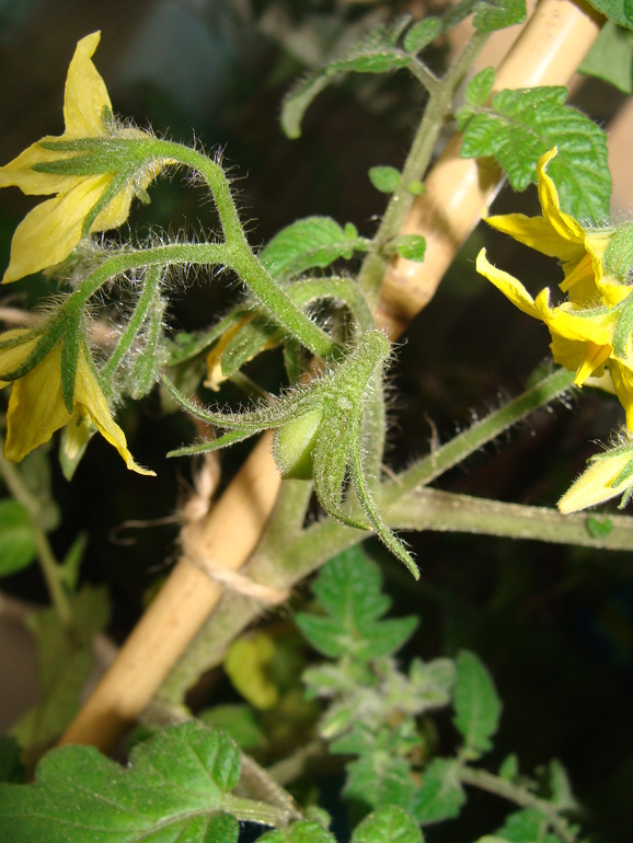 На улице осень, а у нас в квартире ВЕСНА!:)