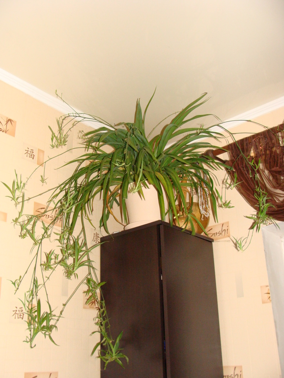 На улице осень, а у нас в квартире ВЕСНА!:)