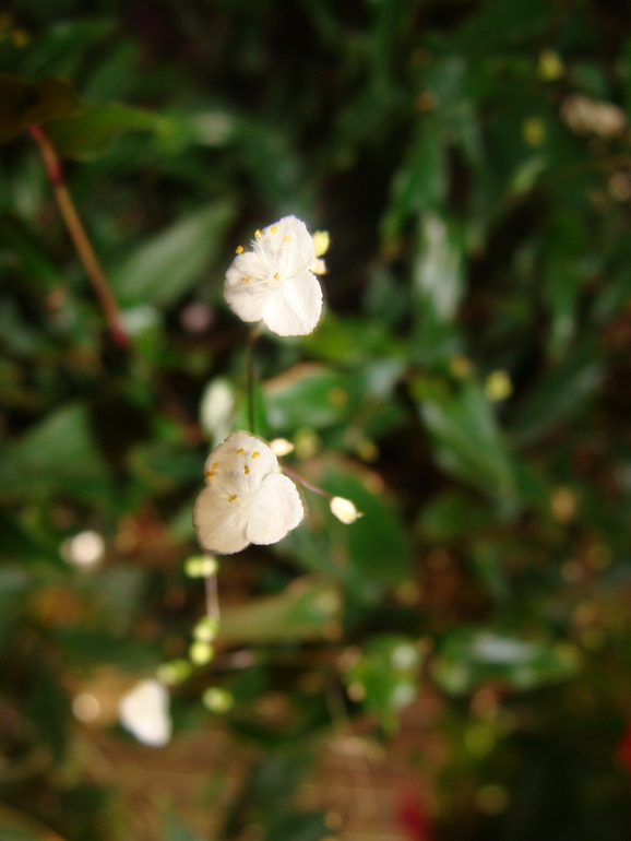 На улице осень, а у нас в квартире ВЕСНА!:)