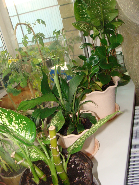 На улице осень, а у нас в квартире ВЕСНА!:)