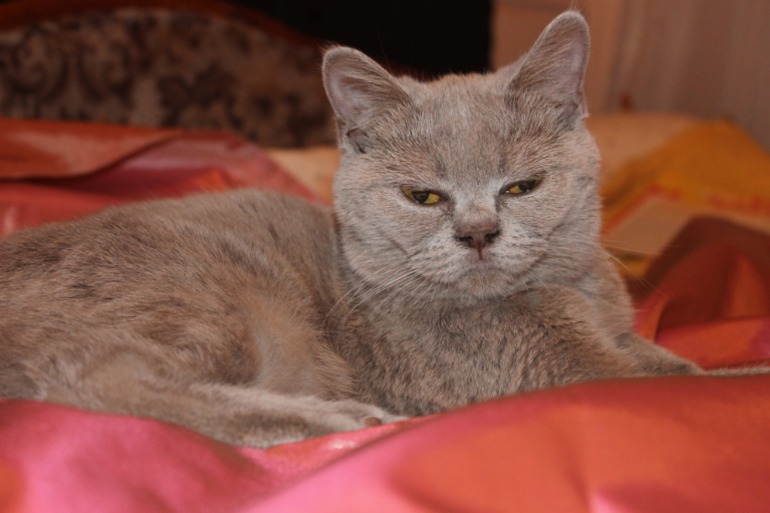 Наша британка Моника))