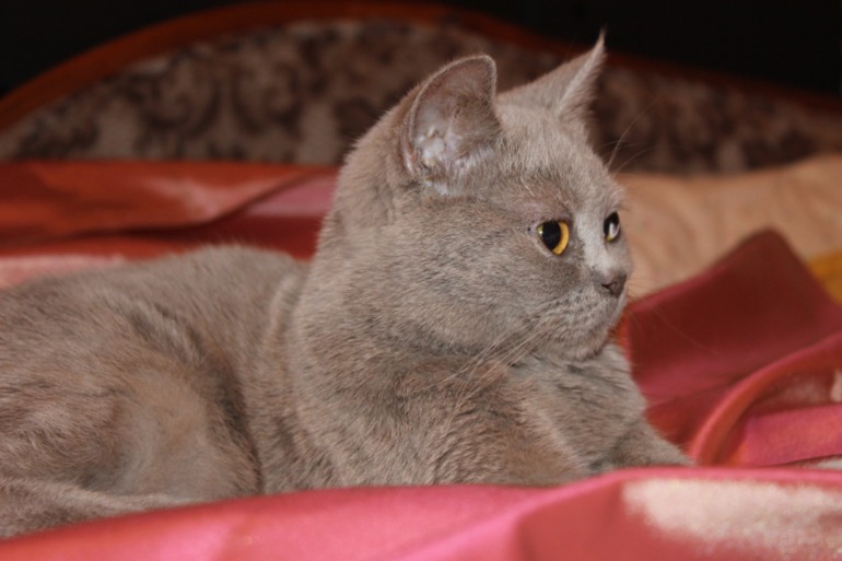 Наша британка Моника))