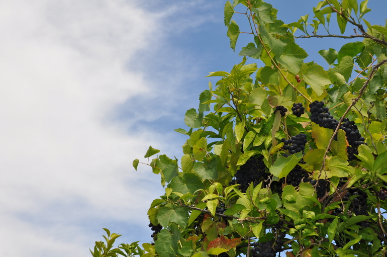 ААбхазия отзыв. Пицунда, Лдзаа, Цандрипш, Гагра