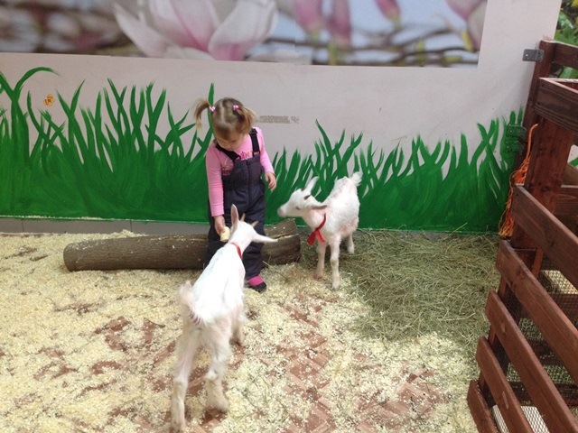 Контактный зоопарк