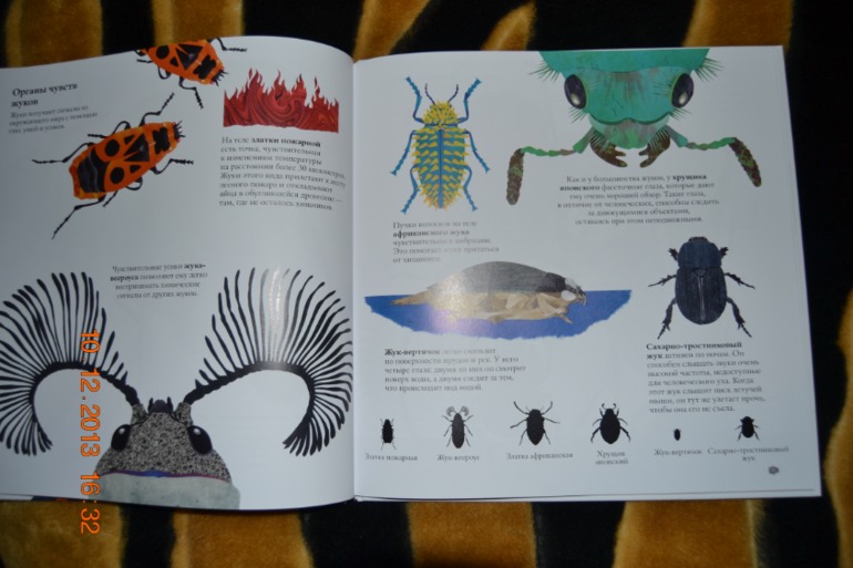 Наше пополнение