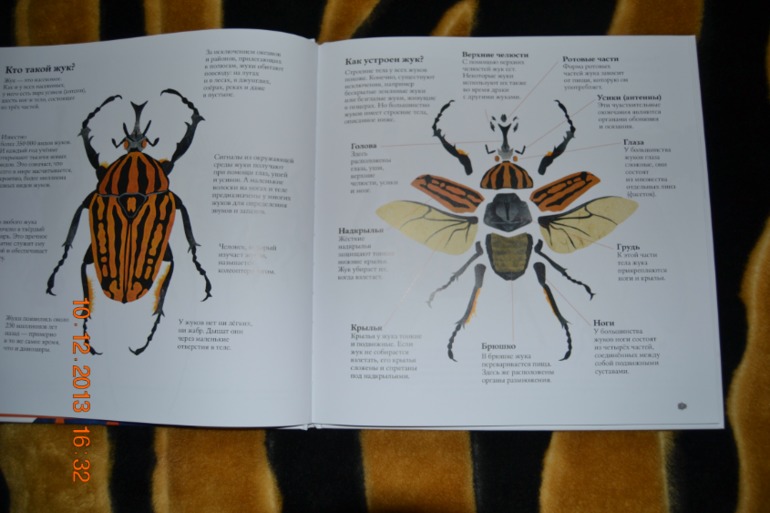 Наше пополнение