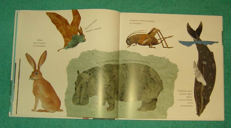 Про хвосты,носы и уши.Интересные факты.