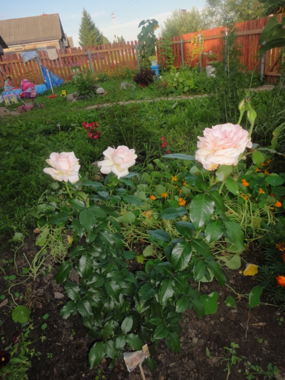 Похвастушки))))) Было и стало!