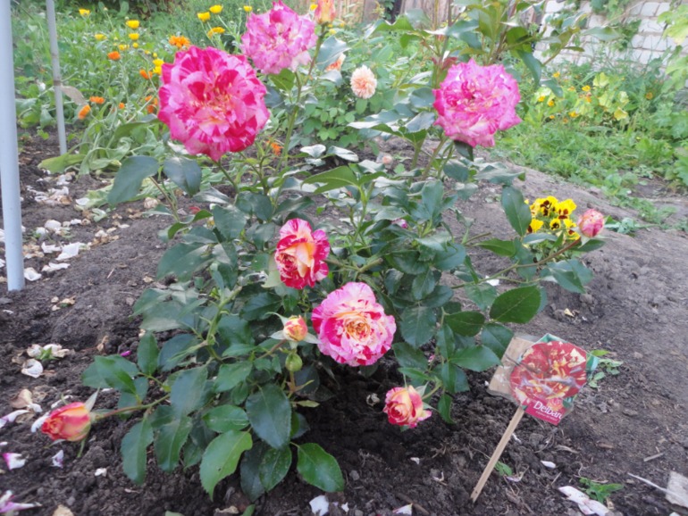 Похвастушки))))) Было и стало!