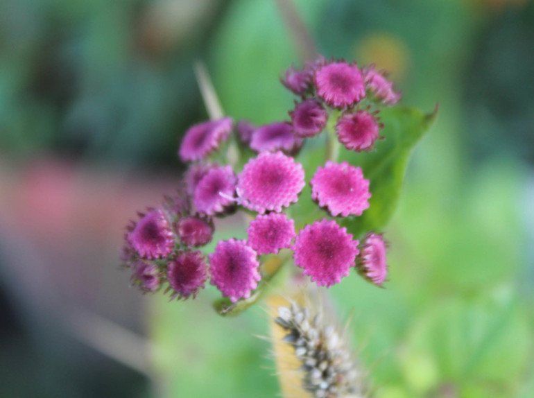 Заливное из листьев и прочая осень...