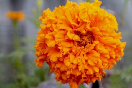 Заливное из листьев и прочая осень...