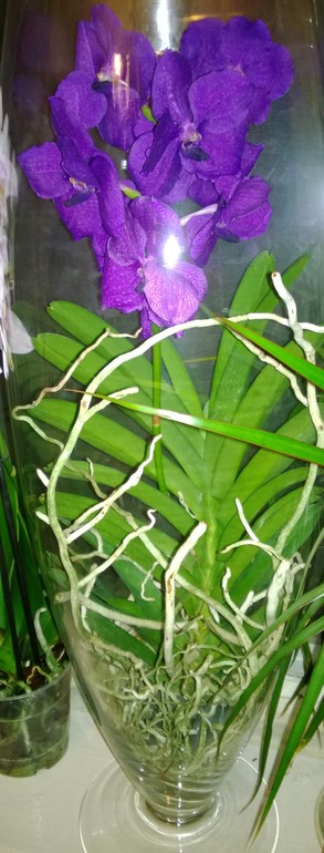 Помогите с орхидейкой