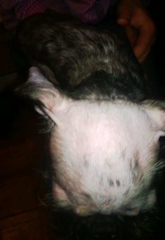 Триминг Грифона