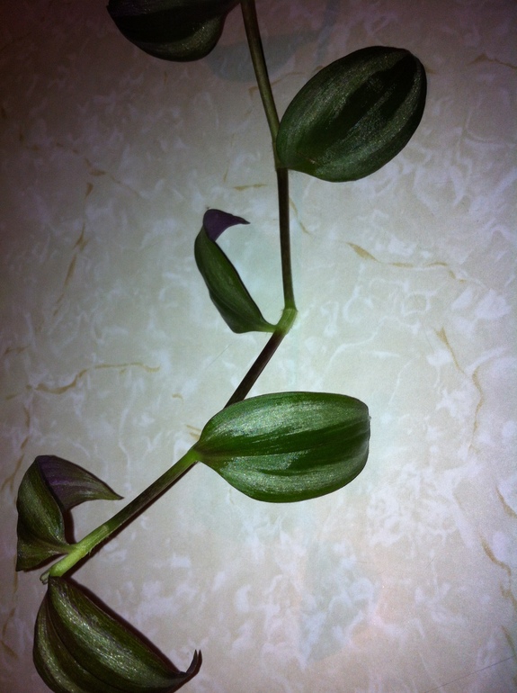 Цветочки болеют.