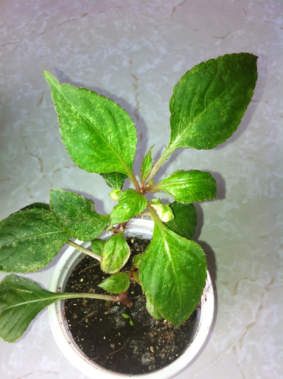 Цветочки болеют.