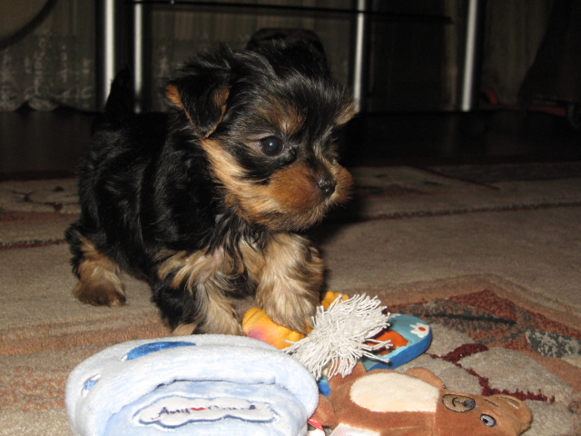 Подрастает мой Арсюша, Арси, Арсинал...))