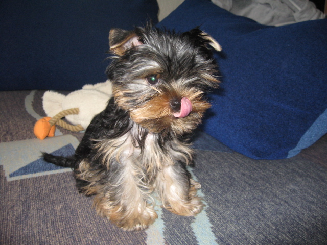 Подрастает мой Арсюша, Арси, Арсинал...))