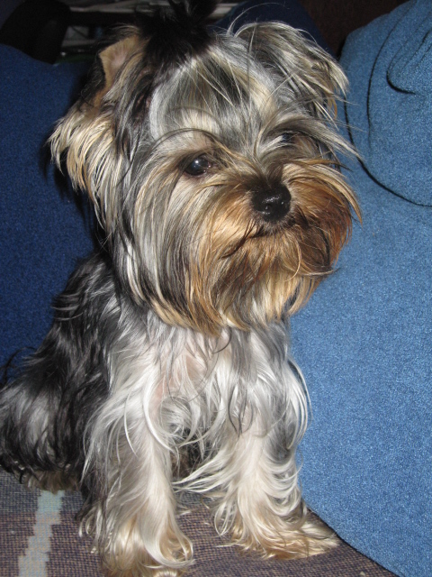 Подрастает мой Арсюша, Арси, Арсинал...))